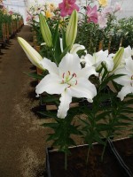 [3256 Castellani World B No01.JPG]